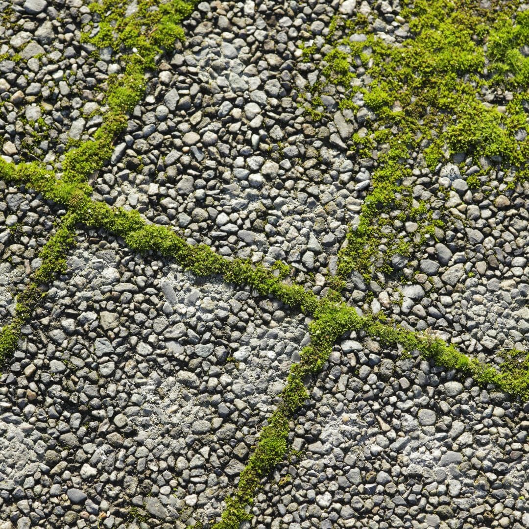 Moss on a block paving patio